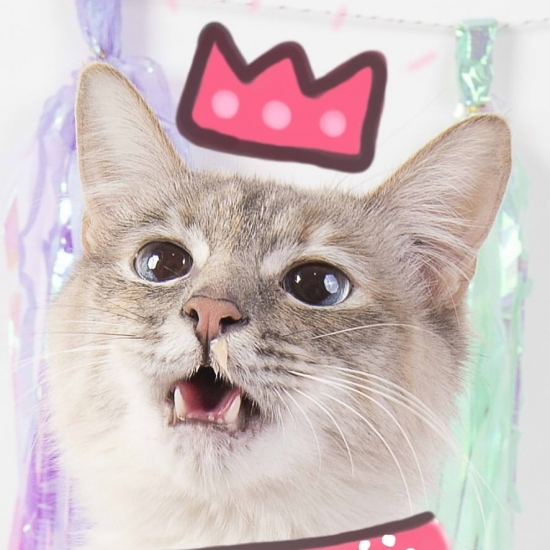 Nairobi Cat (Nairobi) Santiago Mascota.